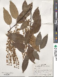 Prunus lusitanica image