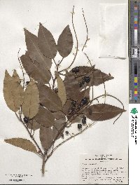 Prunus lusitanica image