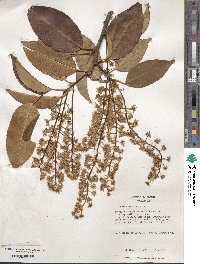 Prunus lusitanica image