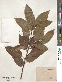 Prunus lusitanica image