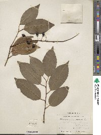 Prunus lusitanica image