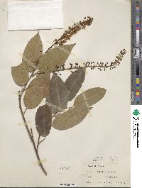 Prunus lusitanica image