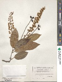 Prunus lusitanica image