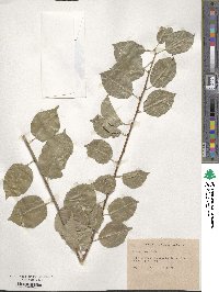 Prunus mahaleb image