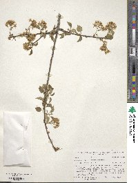 Prunus mahaleb image