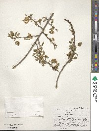 Prunus mahaleb image