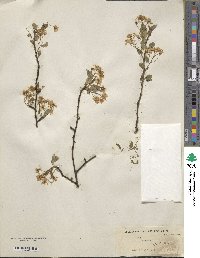 Prunus mahaleb image