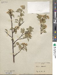 Prunus mahaleb image