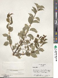 Prunus mahaleb image