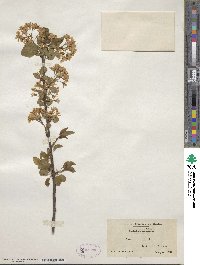 Prunus mahaleb image