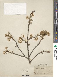 Prunus mahaleb image