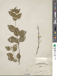 Prunus mahaleb image