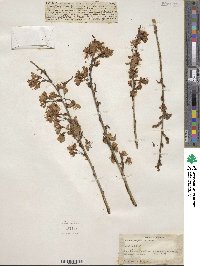 Prunus cerasoides image