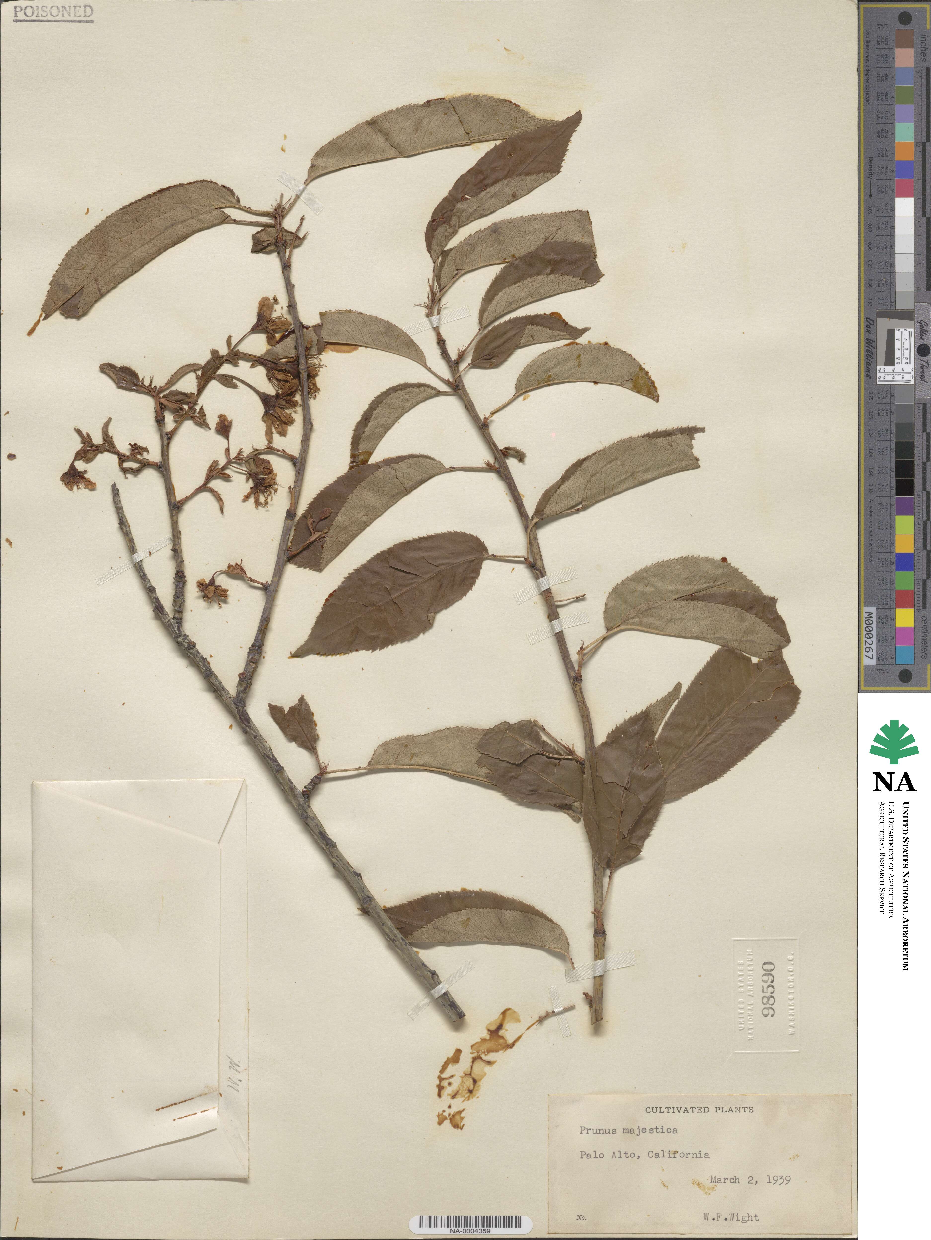 Prunus cerasoides image