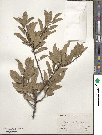 Prunus maritima image