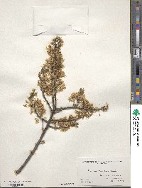 Prunus maritima image