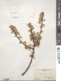 Prunus maritima image