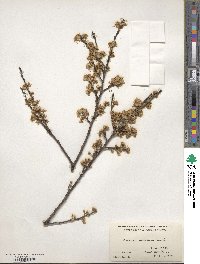 Prunus maritima image