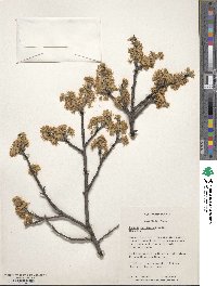 Prunus maritima image