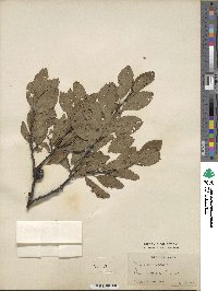 Prunus maritima image