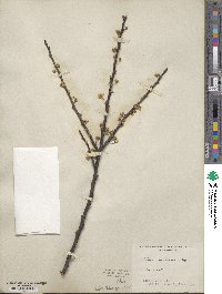 Prunus maritima image