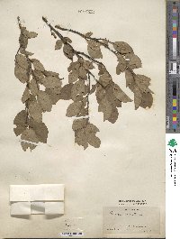 Prunus maritima image