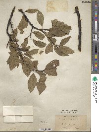 Prunus maritima image