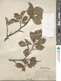 Prunus maritima image