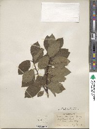 Prunus maritima image