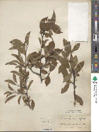 Prunus maritima image