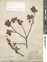 Prunus maritima image