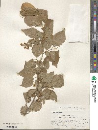 Prunus maximowiczii image