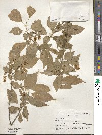 Prunus maximowiczii image