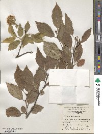 Prunus maximowiczii image