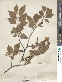 Prunus maximowiczii image