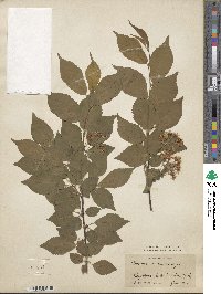 Prunus maximowiczii image