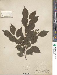 Prunus maximowiczii image