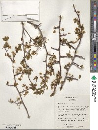 Prunus mexicana image