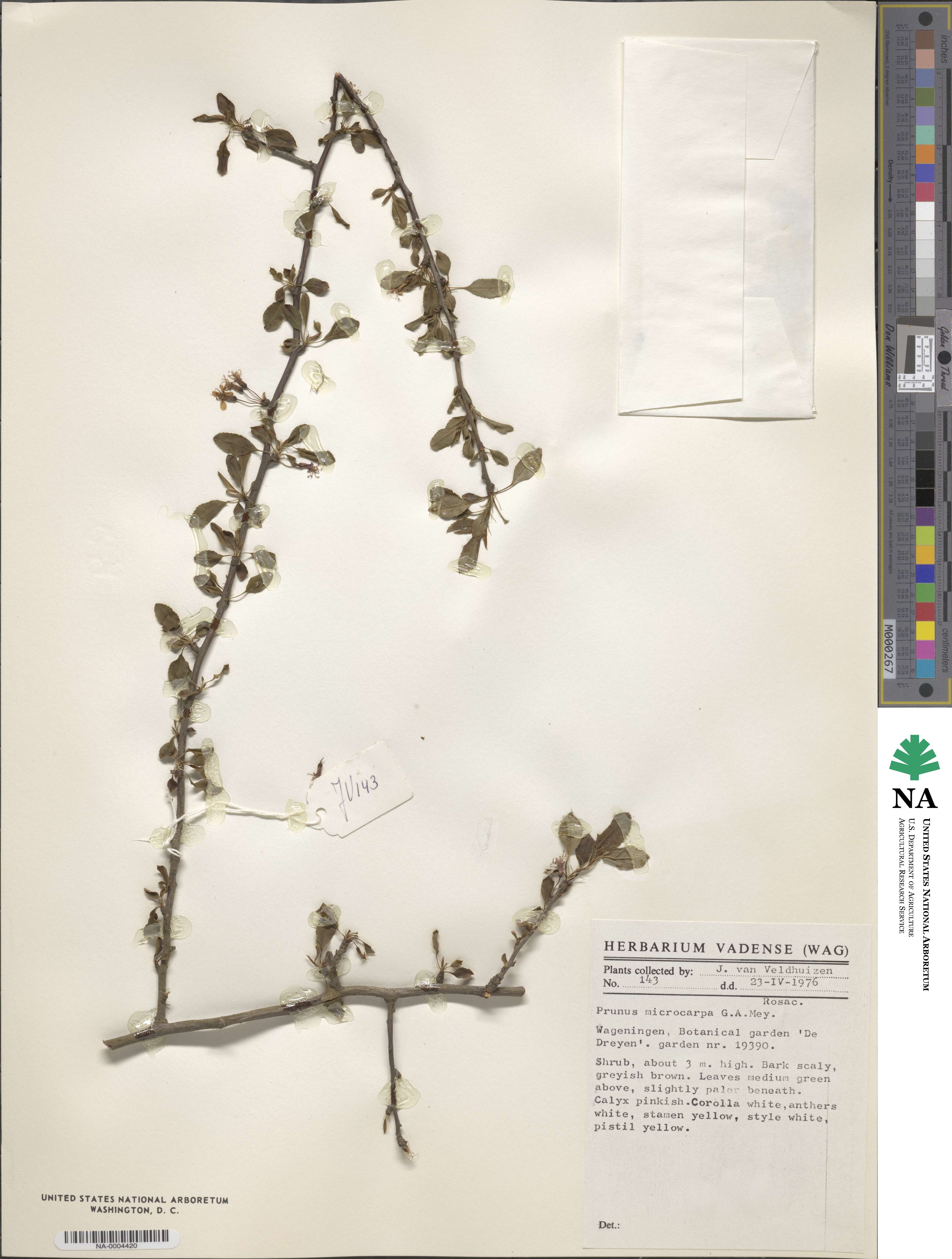 Prunus microcarpa image