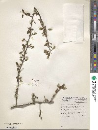 Prunus microcarpa image