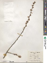 Prunus microcarpa image