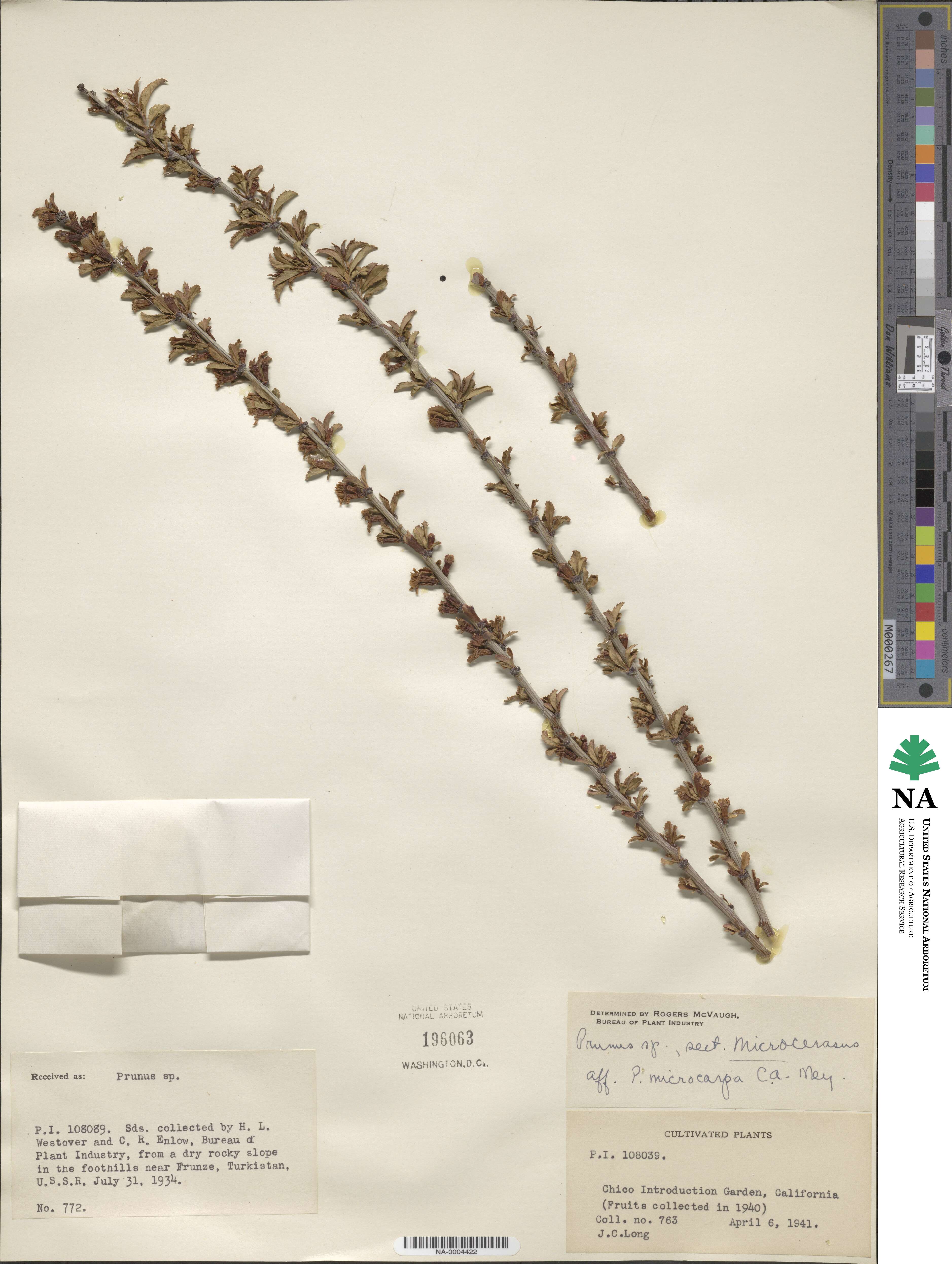 Prunus microcarpa image