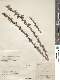 Prunus microcarpa image