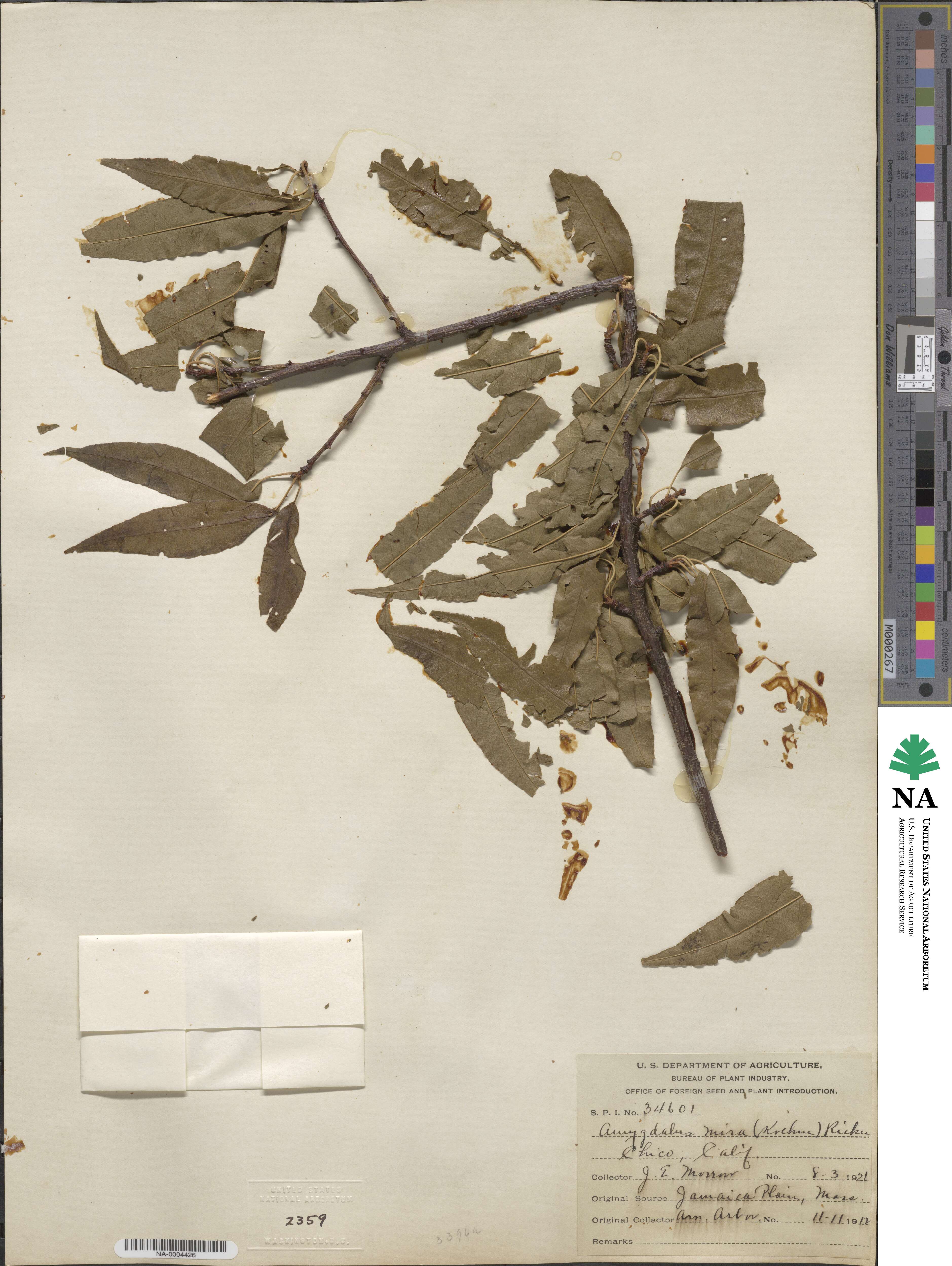 Prunus mira image