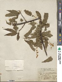 Prunus mira image