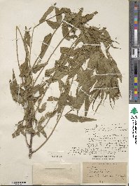 Prunus mira image