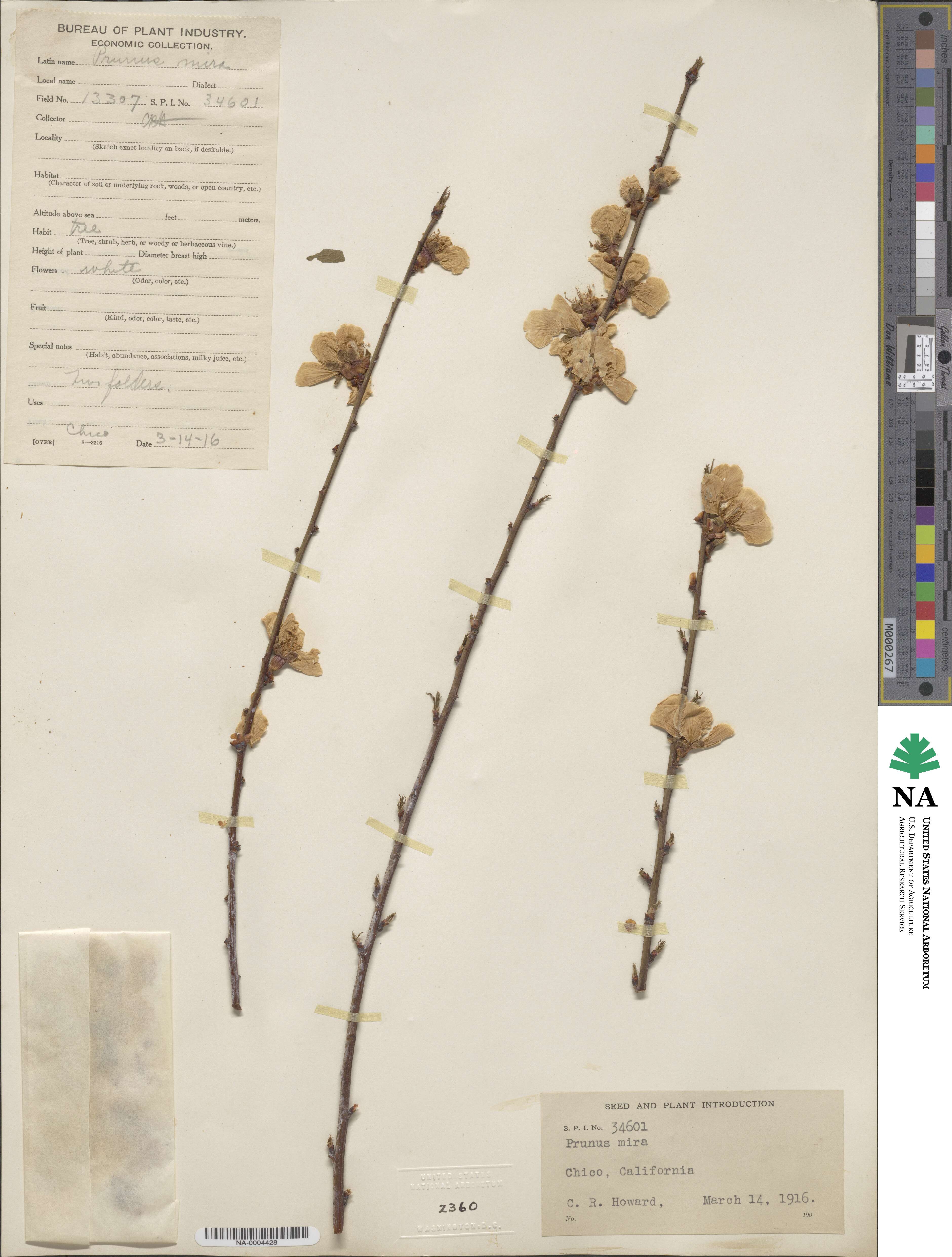 Prunus mira image