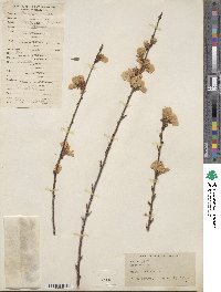 Prunus mira image