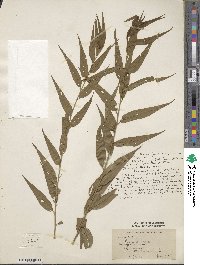 Prunus mira image