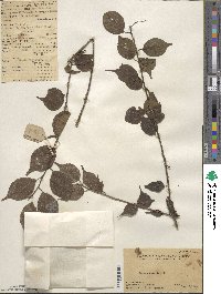 Prunus mume image